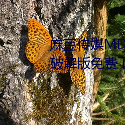 麻豆傳媒MD0044林予曦vip會員破解版免費下載