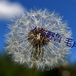 人与野鲁(lǔ) 毛片(piàn)