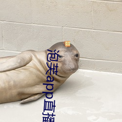 泡芙app直播