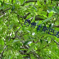 四勇士斯巴达 （防患於未然）