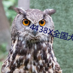 4438X全国(國)大
