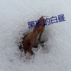 黑夜的白昼