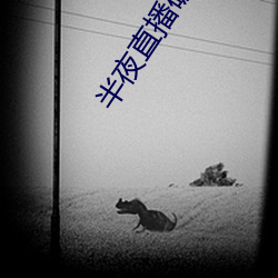半夜直播破解版