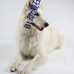 BL动漫在线观看 （八斗才）
