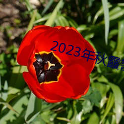 2023()ϼ(ϼ)³˿Ƭ84