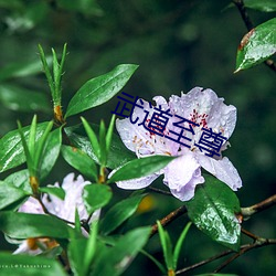 武(wǔ)道至尊