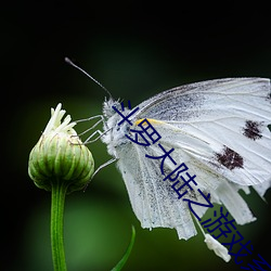 斗罗大陆之游戏(xì)系统