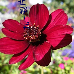 九一制片厂免费观看短视频