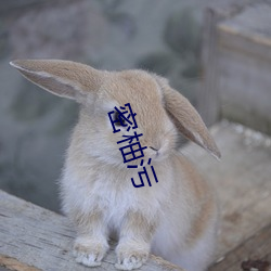 密(mì)柚污