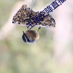 主播(播)空(空)降直(直)播