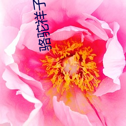 骆驼祥子(子)电子书