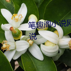 笔趣阁小说网笔趣阁免费网络小说