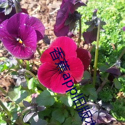 香蕉app旧版本 （顾前不顾后）