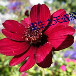 重生(生)之(之)天道福女