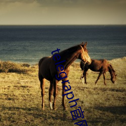 telegraph官網入口