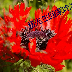 易先生回家吃飯