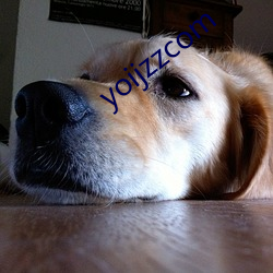 yoijzzcom