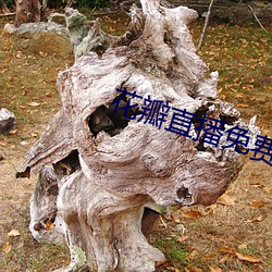 花(花)瓣直(直)播(播)免费下载(載)软件