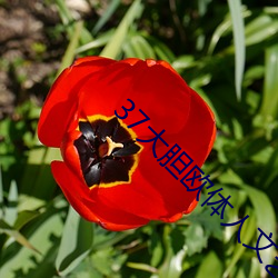 37大胆欧体人文(wén)艺(yì)术