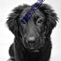 荒野求生第一季 （坐收渔利）