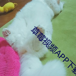 草莓视频APP下(xià)载破解版污