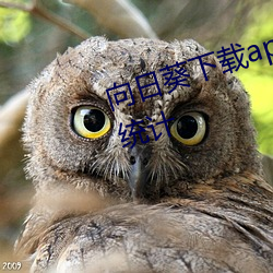 向日葵下载app下载(zài)安(ān)卓免费站(zhàn)长统(tǒng)计