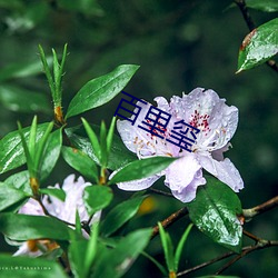 百里(裏)玺