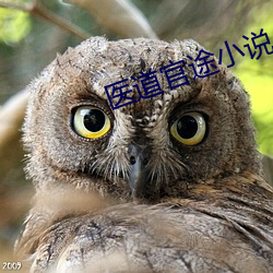 医道官途小说