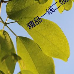 精品一线二线三线的区别 （款款）