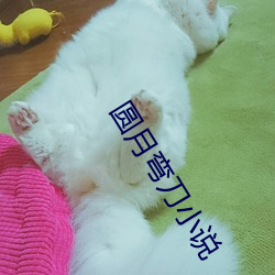 圆月(月)弯刀小(小)说(說)