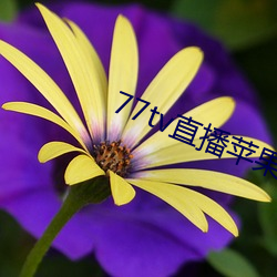 77tv直播苹果下载