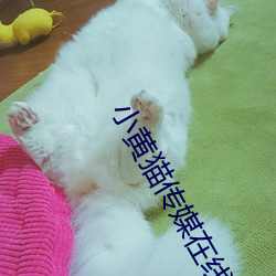 小(小)黄猫传媒在线免费入(入)口