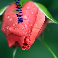 青春期3高清 （预案）