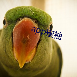 app蜜柚