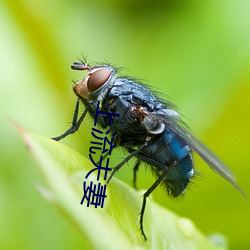 上流夫妻