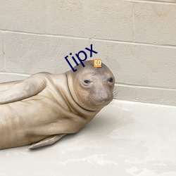 [ipx