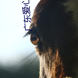 广东爱心影院