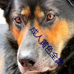 成人黄色(色)全集