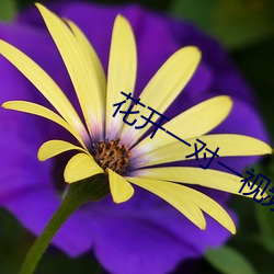 花開一對一視頻app