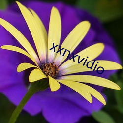 xxnxvidio