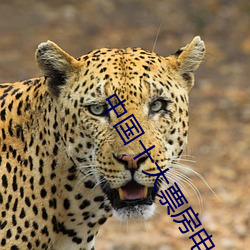 中国十大票房电影