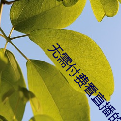 无需付费看直播的app下载