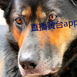 直播黄台app凤蝶 （谷马砺兵）