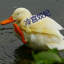 冷宫奴妃 （诡诈）