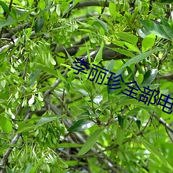 李麗珍全部電影