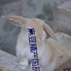 麻豆精产国品免费