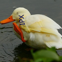 IPX