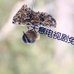 天意(yì)电视剧免费完整版穿越