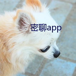 密聊app