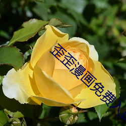 歪歪漫畫免費入口頁面彈出